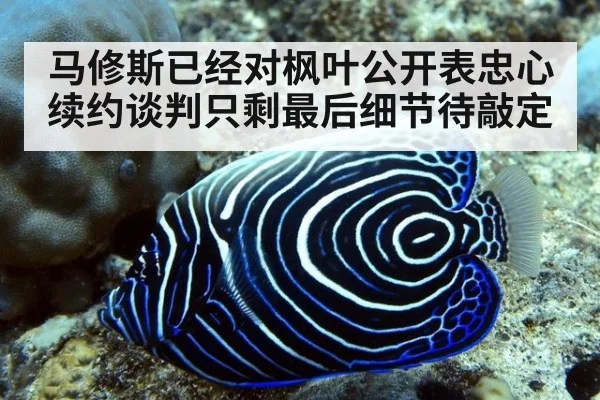 马修斯已经对枫叶公开表忠心续约谈判只剩最后细节待敲定